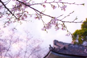 桜の写真