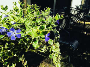 黒い背景で被写体を目立たせる